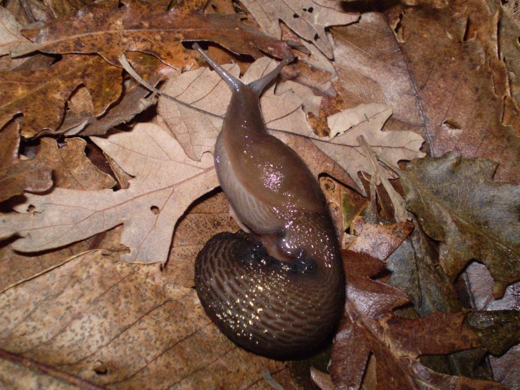 Limax dacampi della provinzia La Spezia